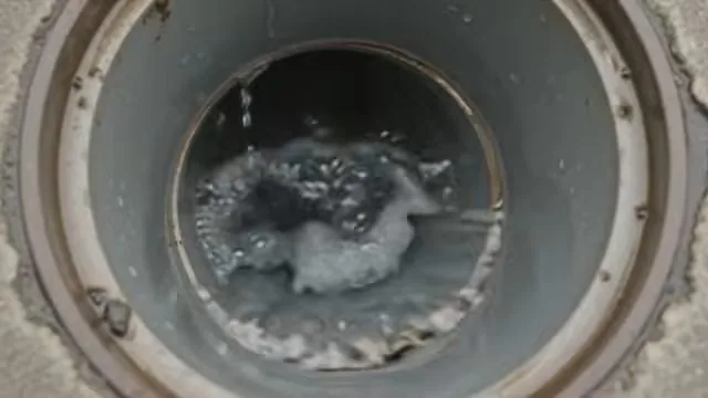 Looking down a round cleanout opening as a jet of water churns up debris inside the pipe