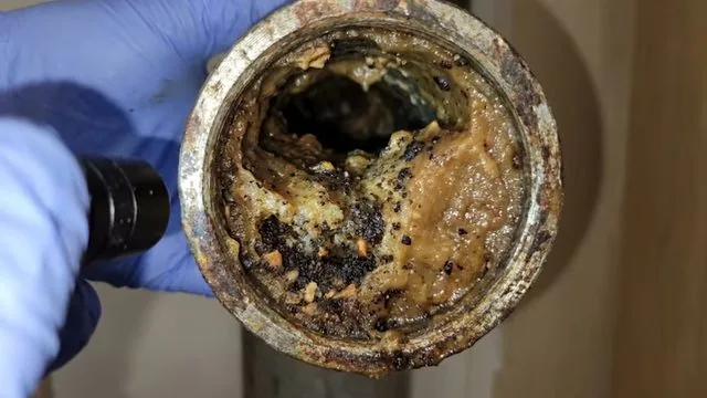 A gloved hand shining a small light into a drain pipe lined with brown grease and fine waste residue
