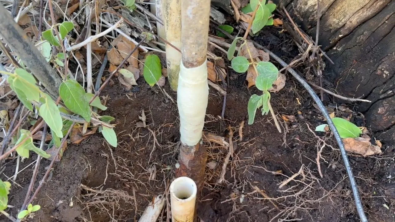A white pipe repair in garden soil with plants and a drip line beside it